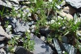 Cerastium lithospermifolium. Цветущие растения. Казахстан, Рудный Алтай, Черный узел; каменистые осыпи вокруг озера Радоновое (Подбелковое).