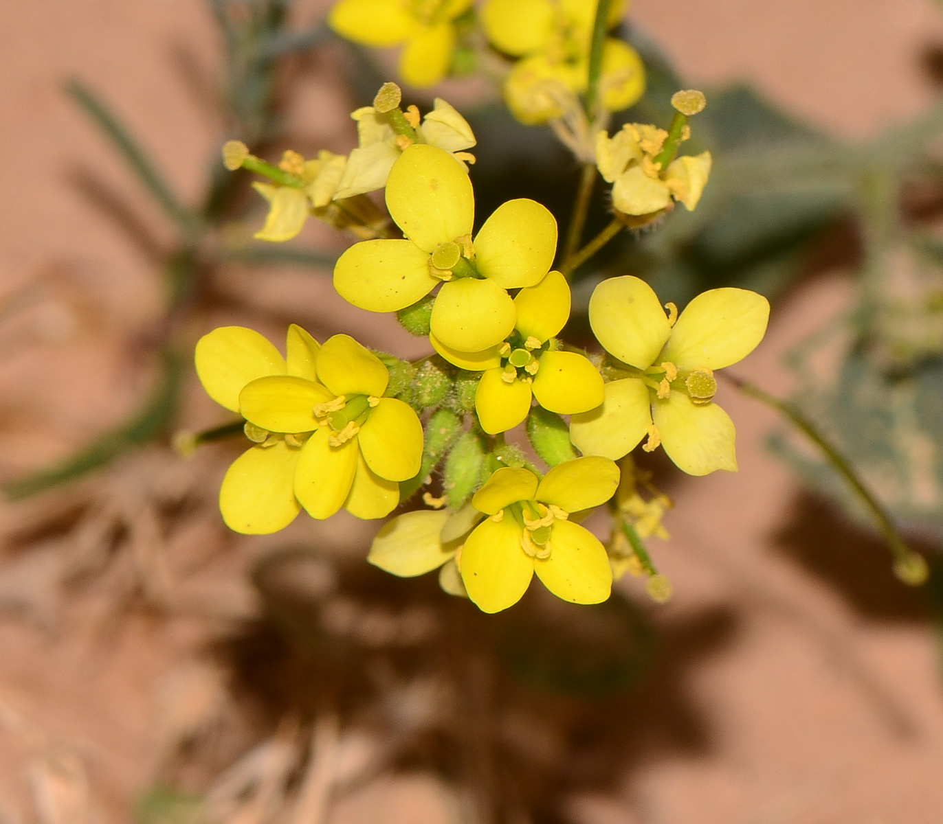 Image of Diplotaxis harra specimen.