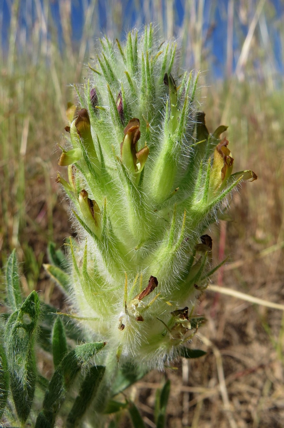 Изображение особи Astragalus nigromontanus.