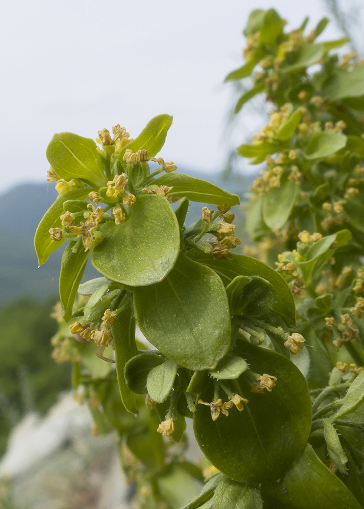 Изображение особи Cruciata laevipes.