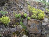 Sempervivum ruthenicum