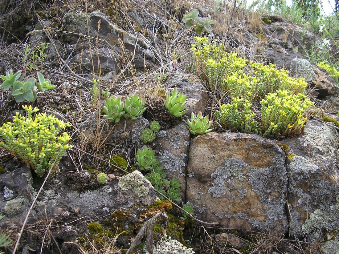 Image of Sempervivum ruthenicum specimen.