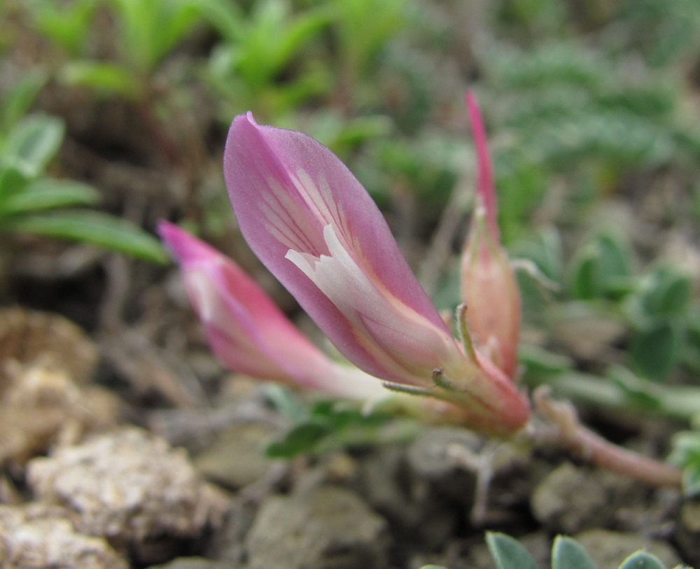 Изображение особи Astragalus buschiorum.