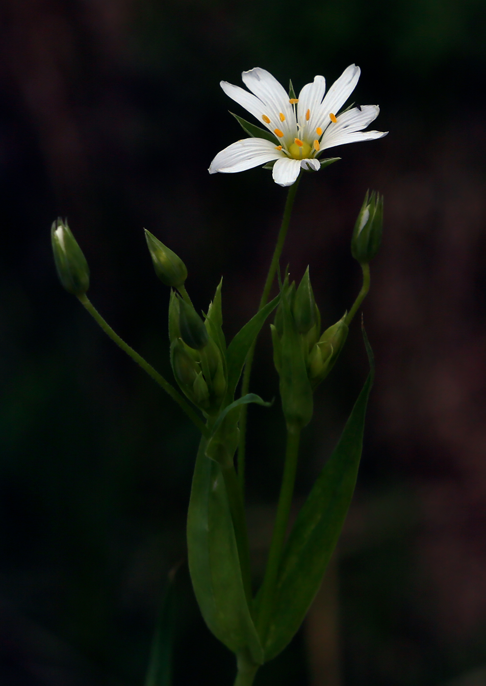 Image of Stellaria holostea specimen.