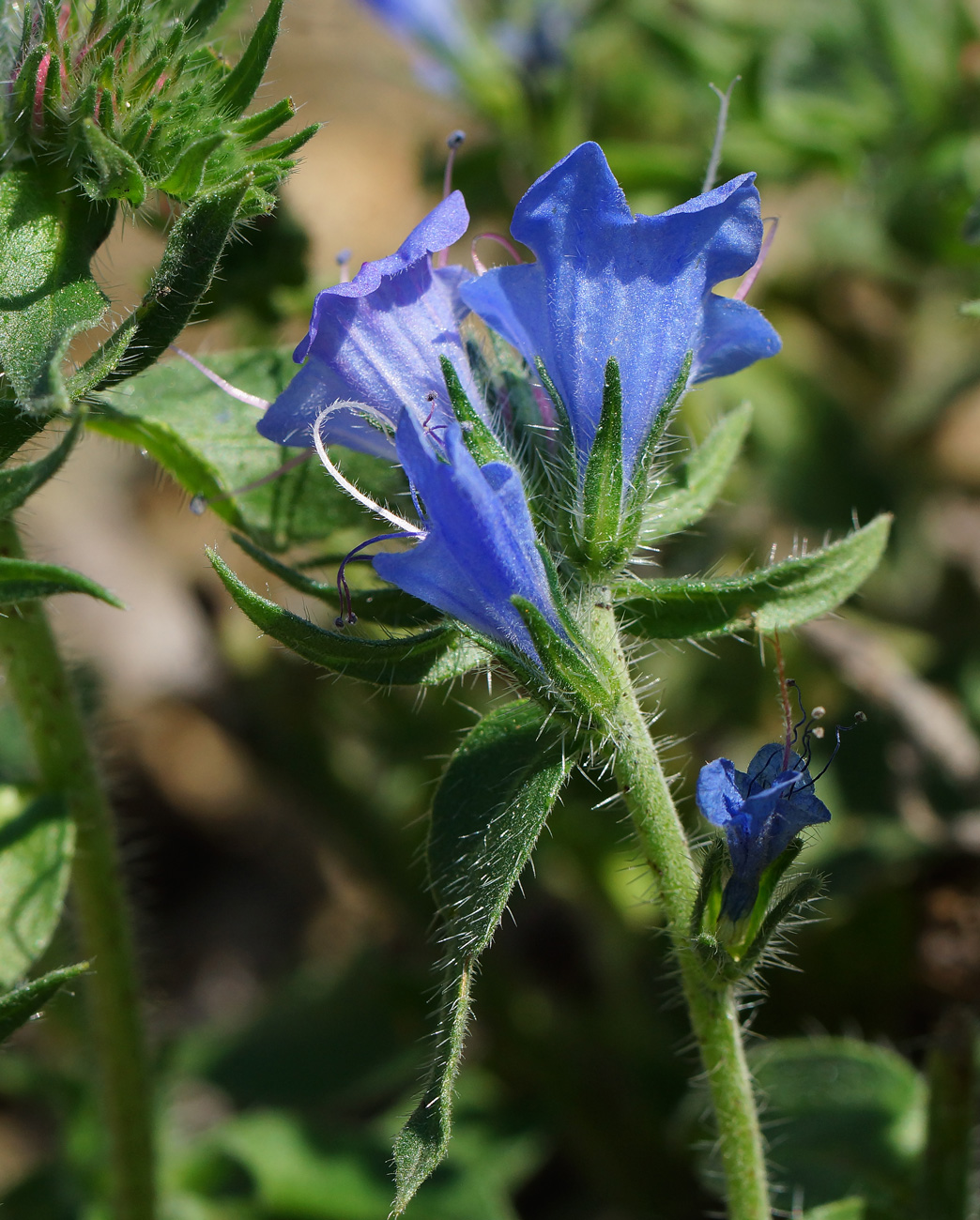 Image of Echium vulgare specimen.