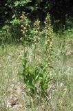 Epipactis helleborine