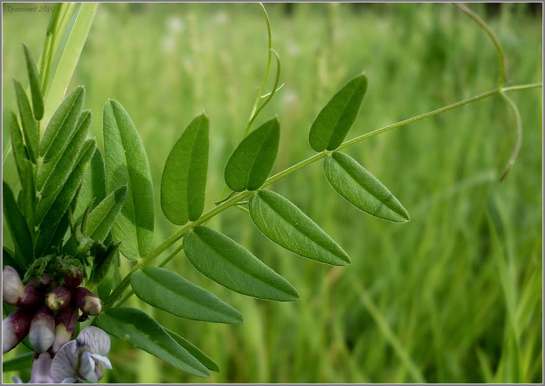 Изображение особи Vicia sepium.