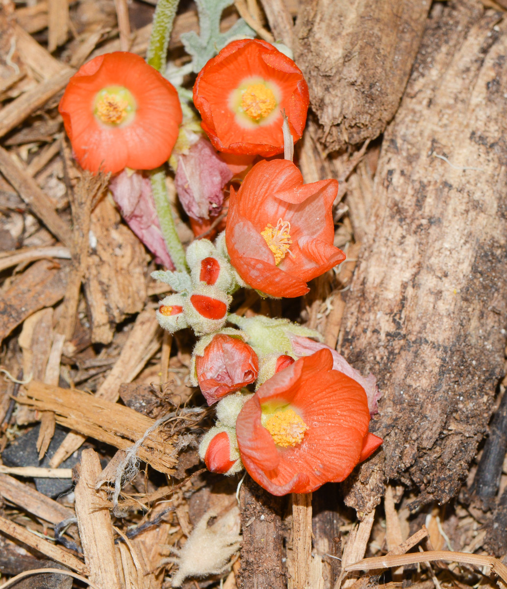 Image of Sphaeralcea grossulariifolia specimen.