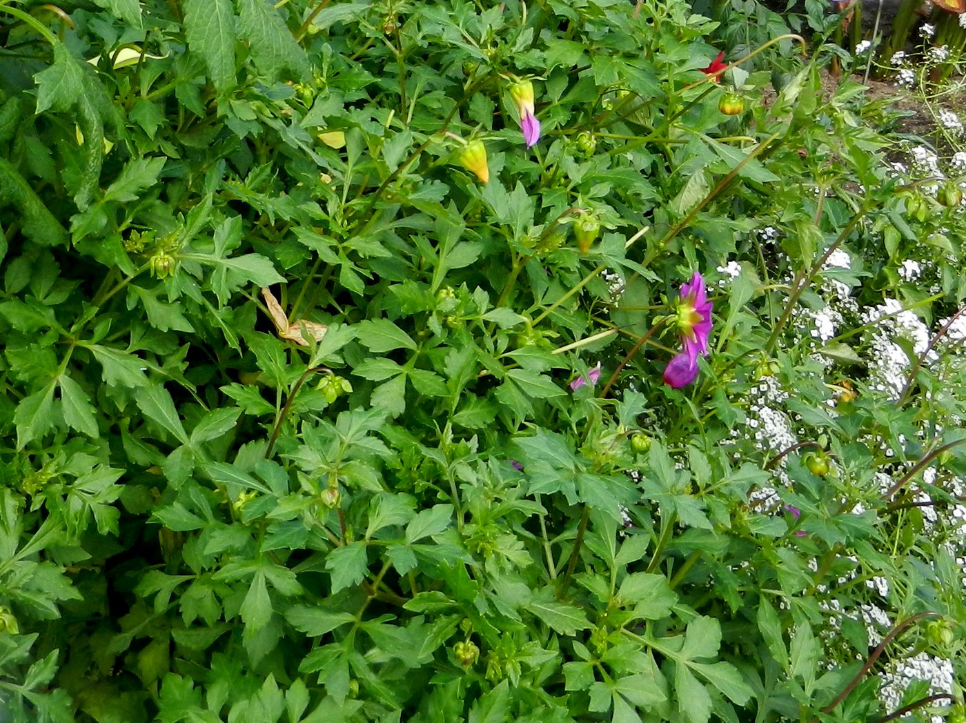 Image of Dahlia sherffii specimen.