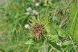 Inula orientalis