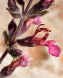 Teucrium divaricatum. Часть соцветия. Греция, Эгейское море, о. Парос, окр. г. Продромос, Византийская тропа; рядом с туристической пешеходной дорогой на горном склоне. 23.04.2018.