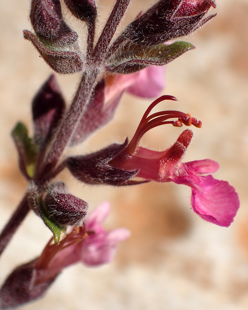 Изображение особи Teucrium divaricatum.