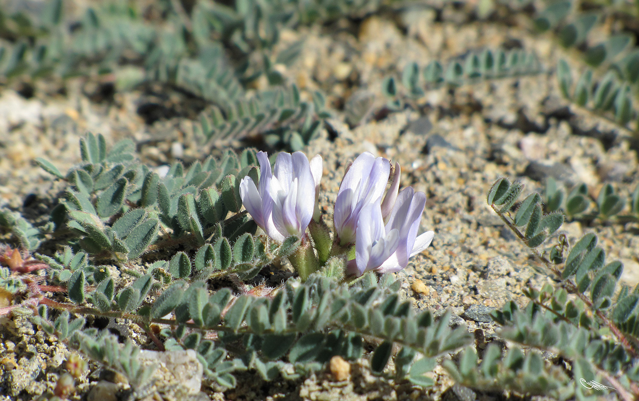 Image of Astragalus chadjanensis specimen.