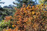 Cotinus coggygria. Верхушки веток с листьями в осенней окраске. Крым, окр. г. Ялта, ущелье Уч-Кош, сосново-лиственный лес. 19.09.2018.