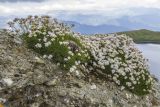 Gypsophila tenuifolia