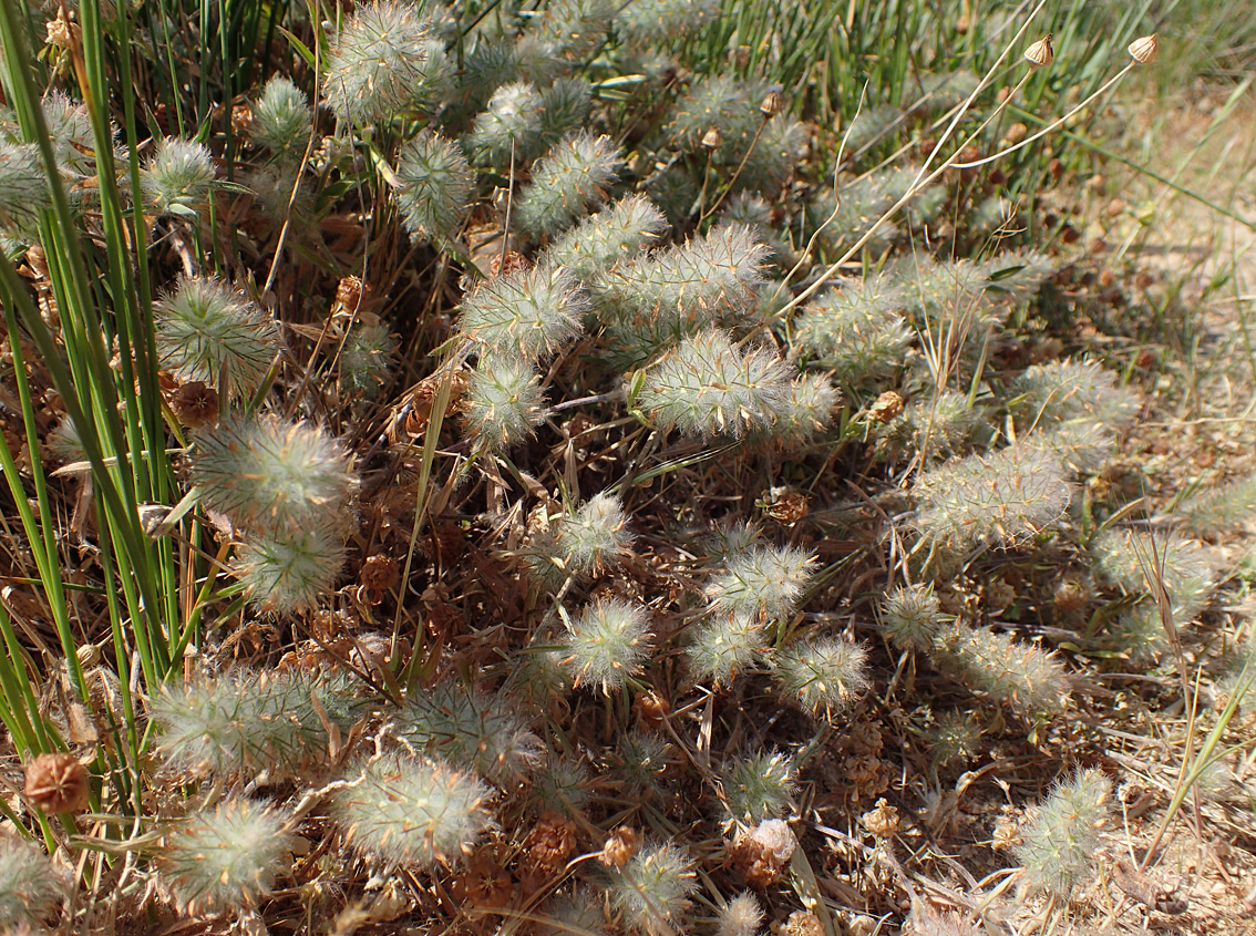 Image of Trifolium angustifolium specimen.