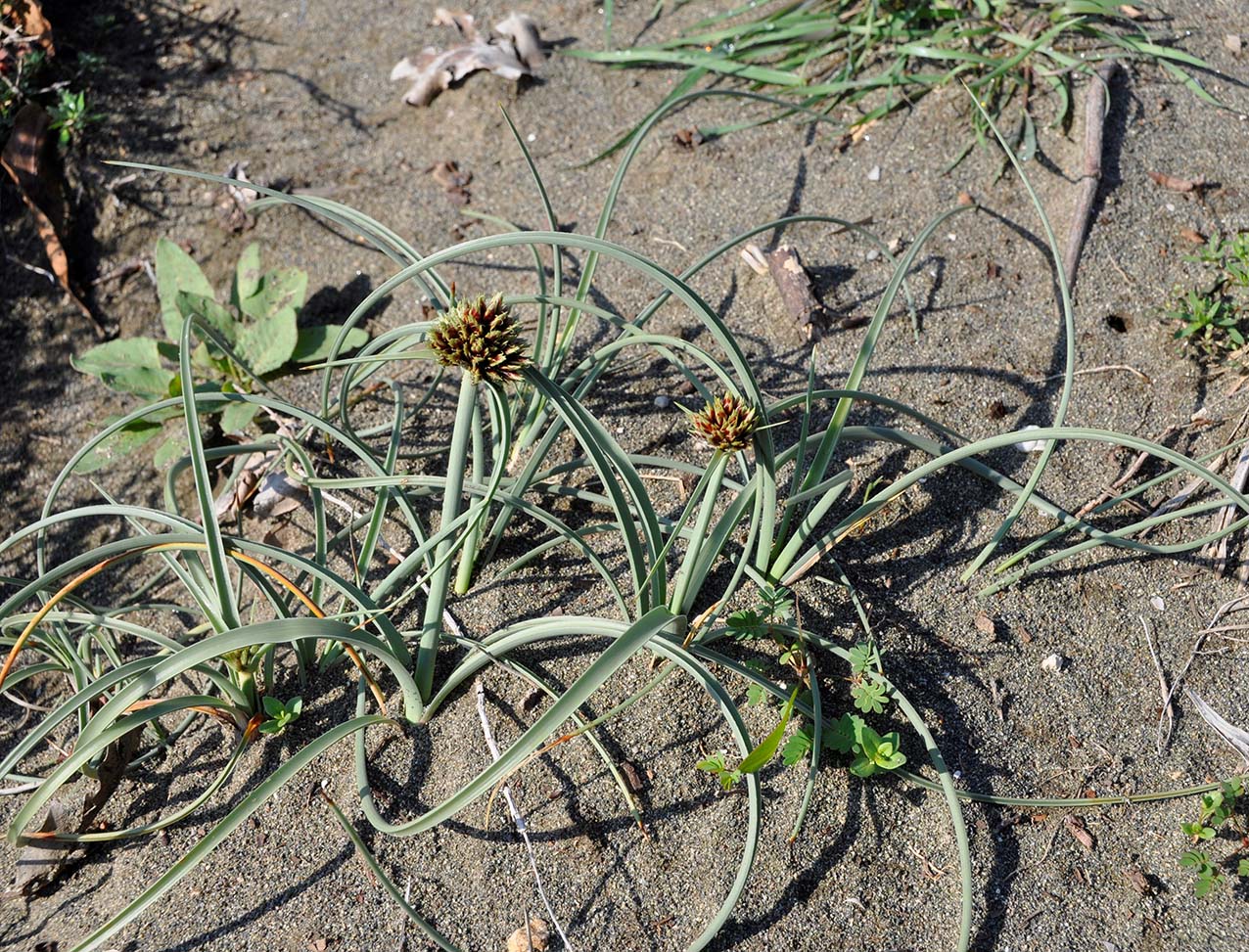 Image of Cyperus capitatus specimen.