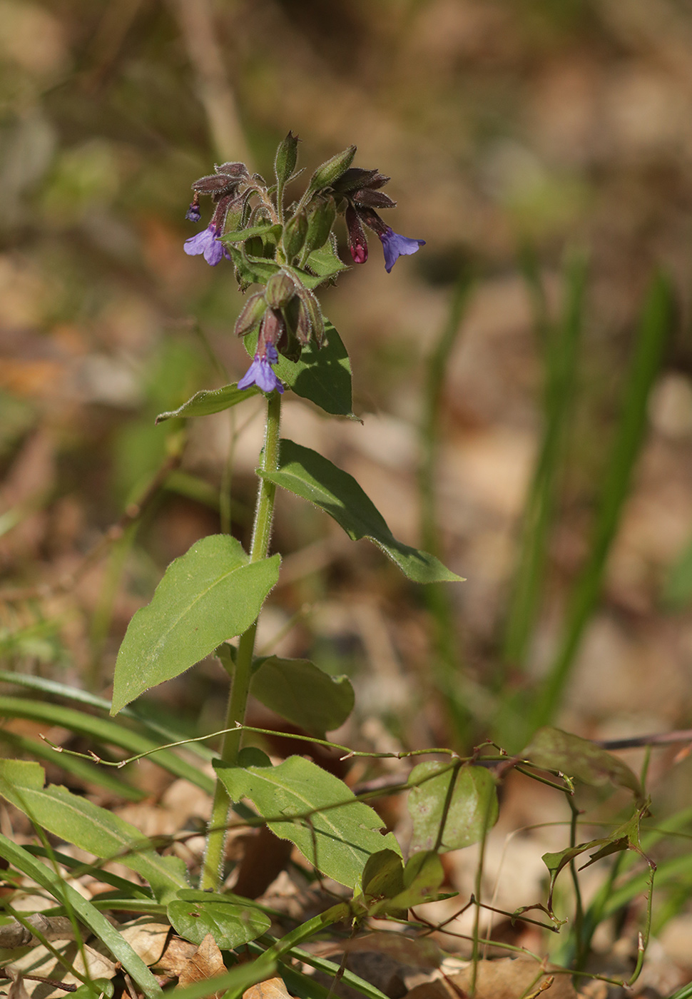 Image of Pulmonaria mollis specimen.