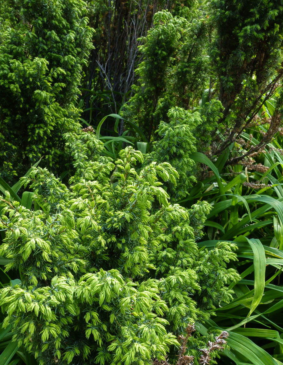 Image of genus Juniperus specimen.