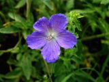 Geranium ferganense