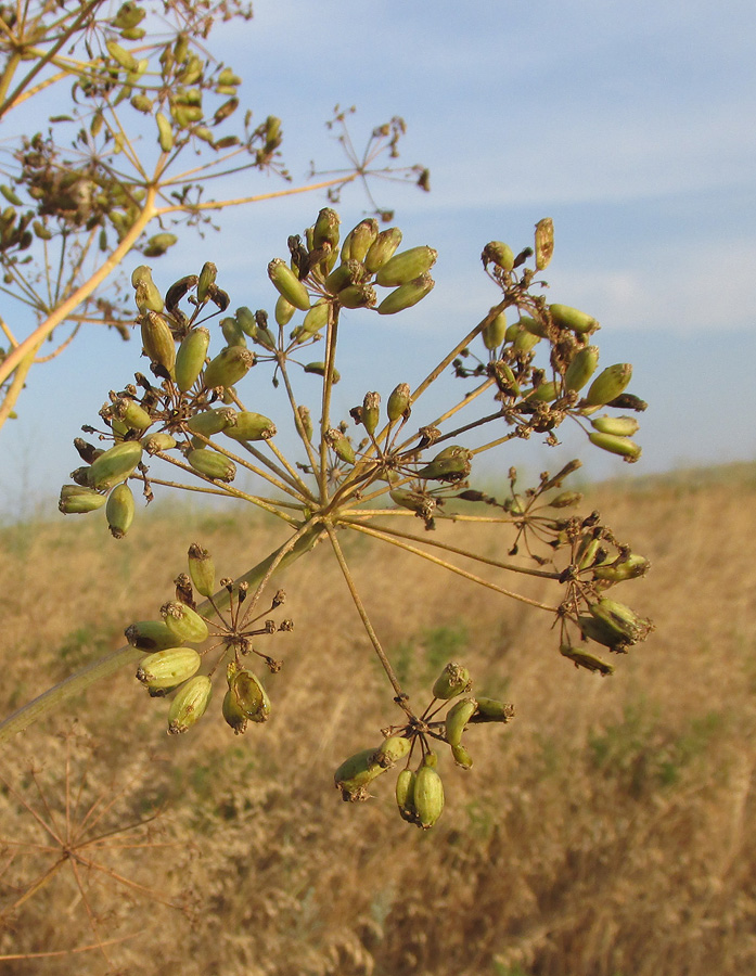 Image of Ferula euxina specimen.