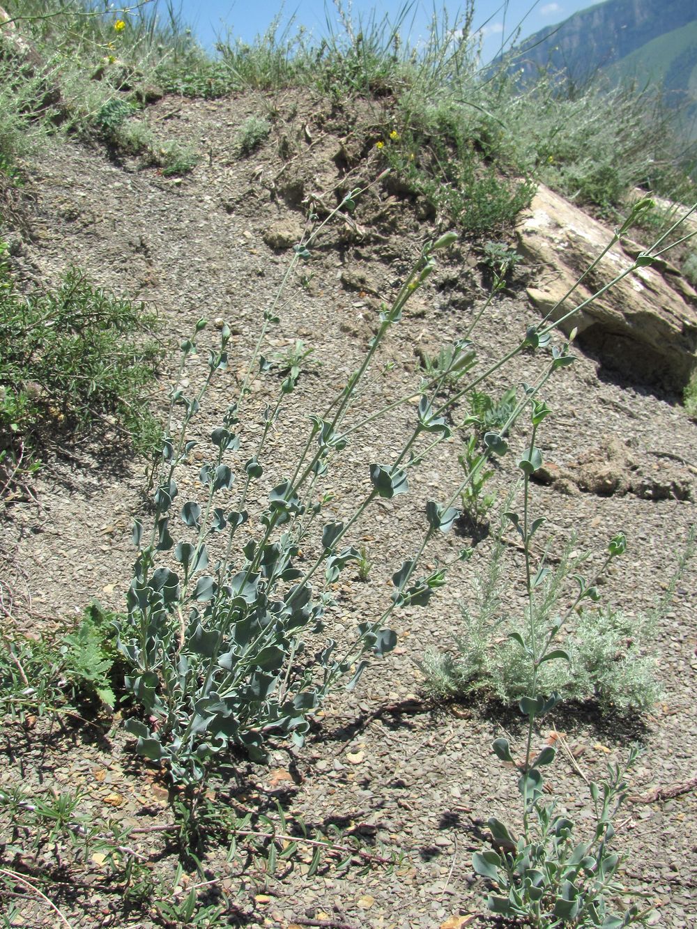 Image of Silene chlorifolia specimen.