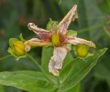 Hypericum ascyron