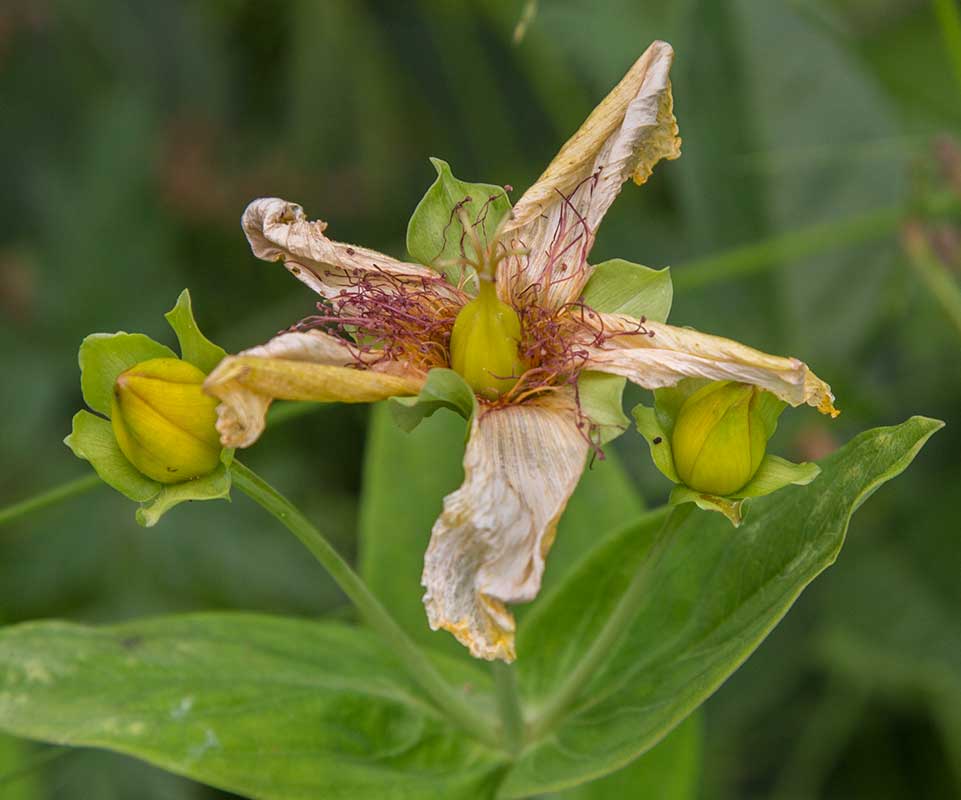 Image of Hypericum ascyron specimen.