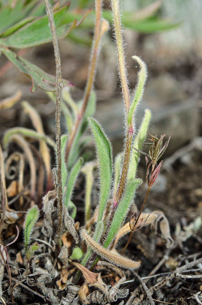 Изображение особи Aster serpentimontanus.