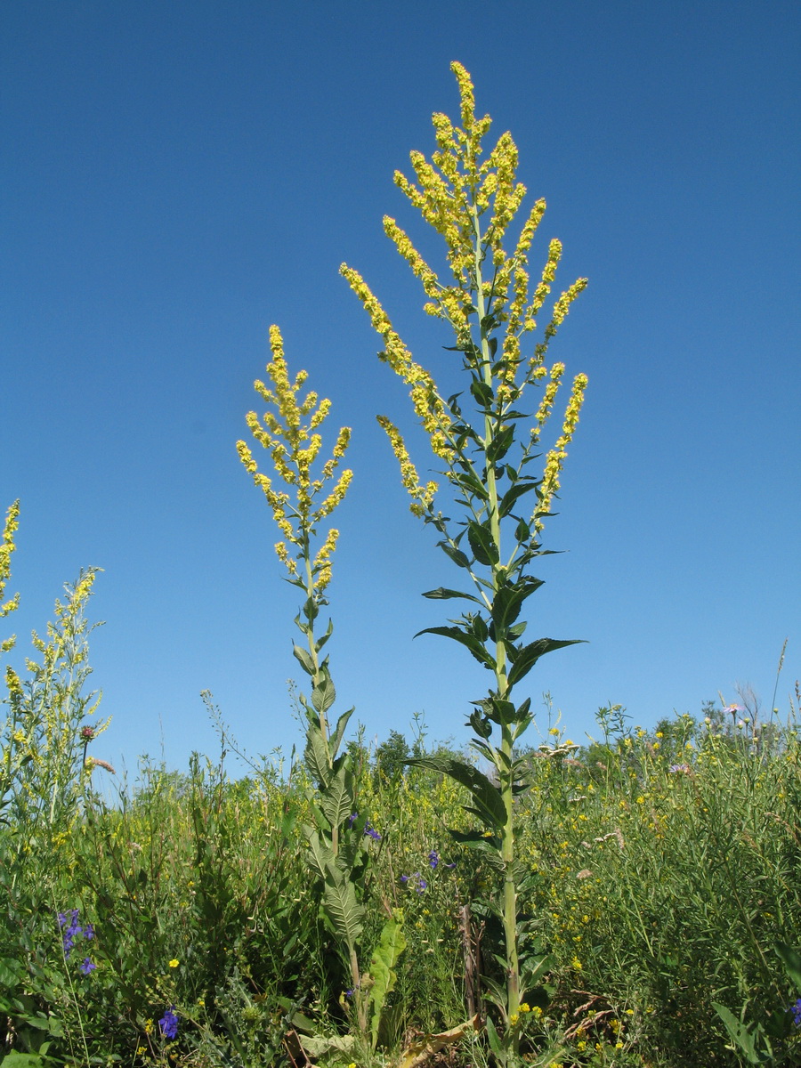 Image of Verbascum lychnitis specimen.