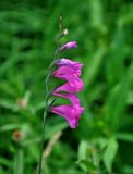 Gladiolus illyricus