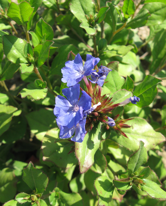 Image of Ceratostigma willmottianum specimen.