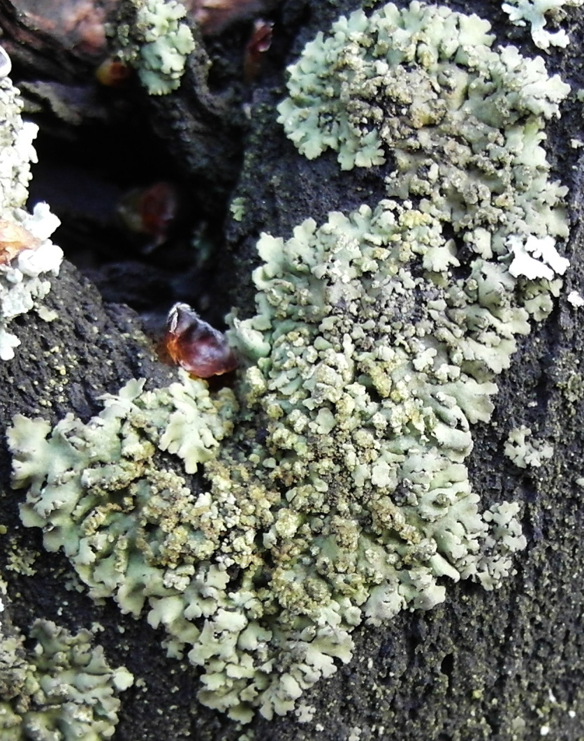 Image of Phaeophyscia orbicularis specimen.