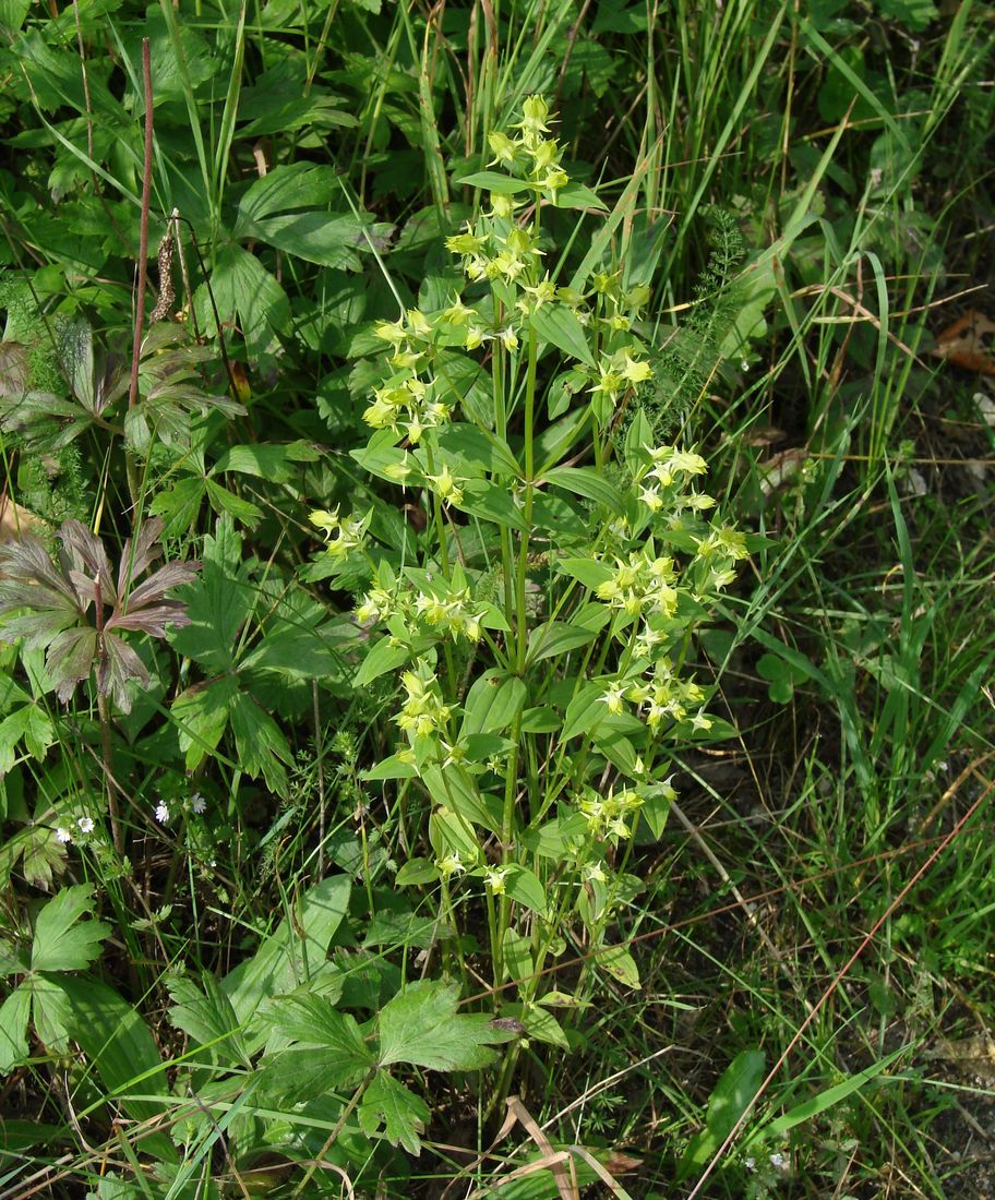 Image of Halenia corniculata specimen.