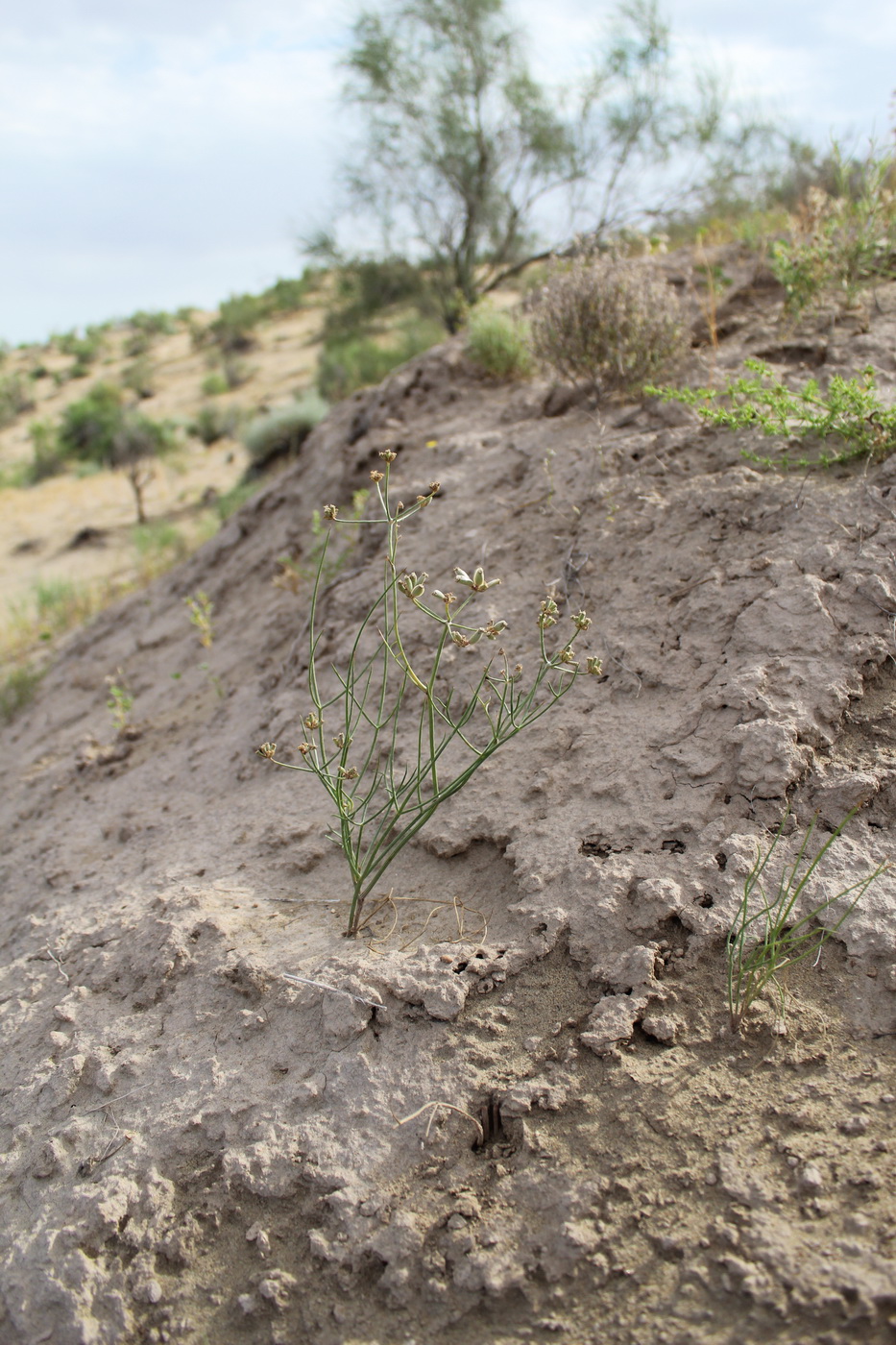 Image of Ferula karakumica specimen.