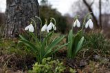 Galanthus plicatus. Цветущие растения. Тульская обл., пос. Дубна, дача. Выращены из семян, образовавшихся в цветках букетика 2007-го года. 12.03.2020.