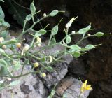 Draba arseniewii