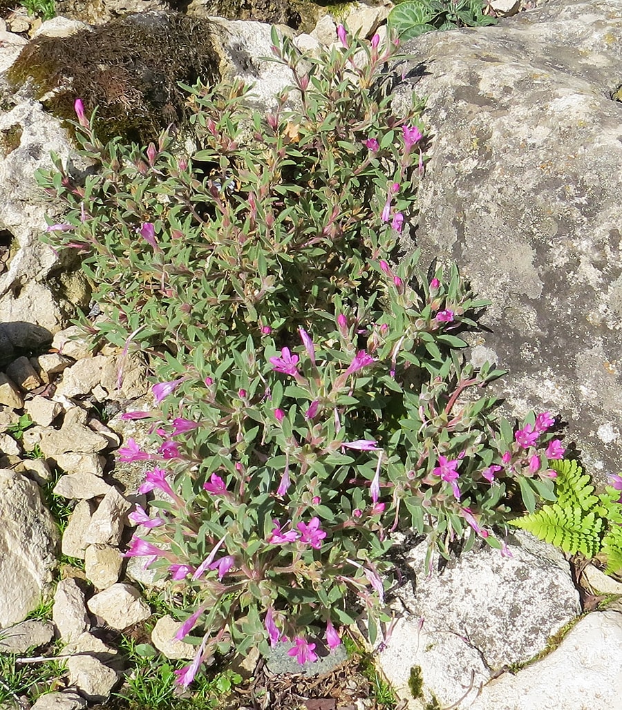 Image of Collomia debilis specimen.