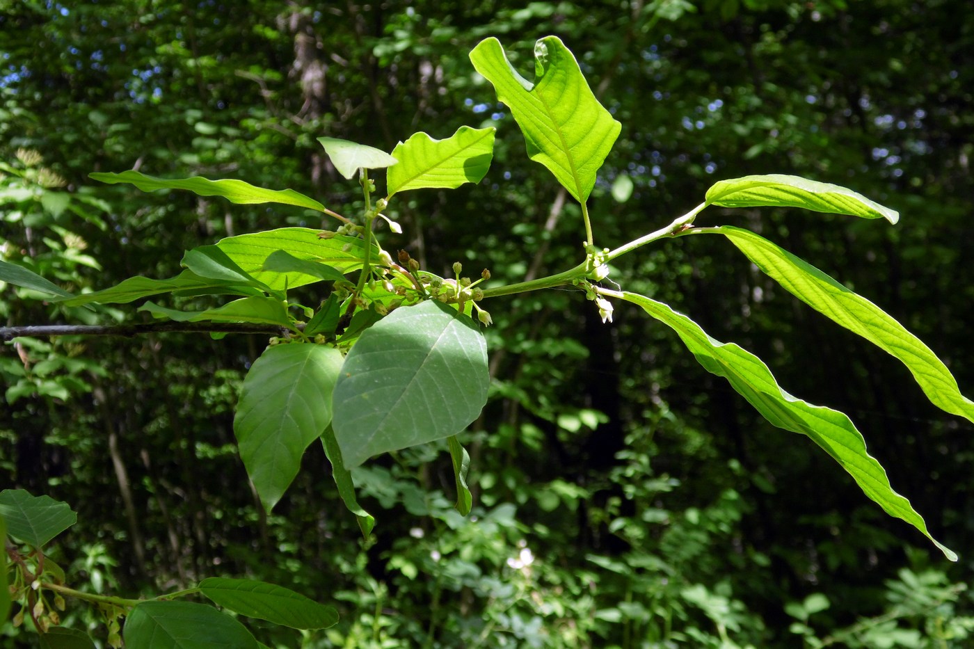 Image of Frangula alnus specimen.