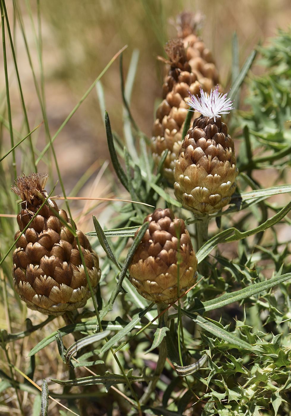 Изображение особи Rhaponticum coniferum.