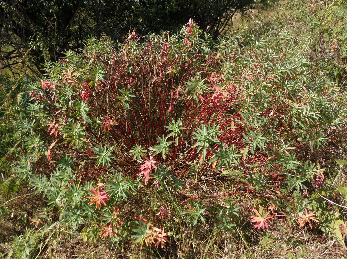 Image of Euphorbia villosa specimen.