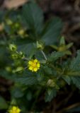 Potentilla norvegica