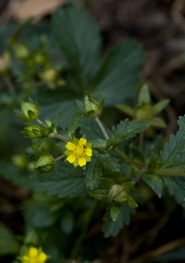 Изображение особи Potentilla norvegica.