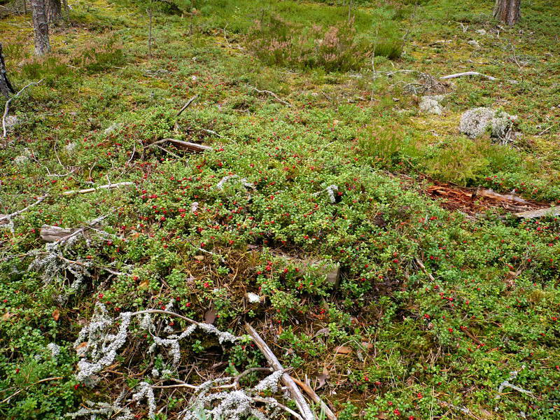 Image of Vaccinium vitis-idaea specimen.