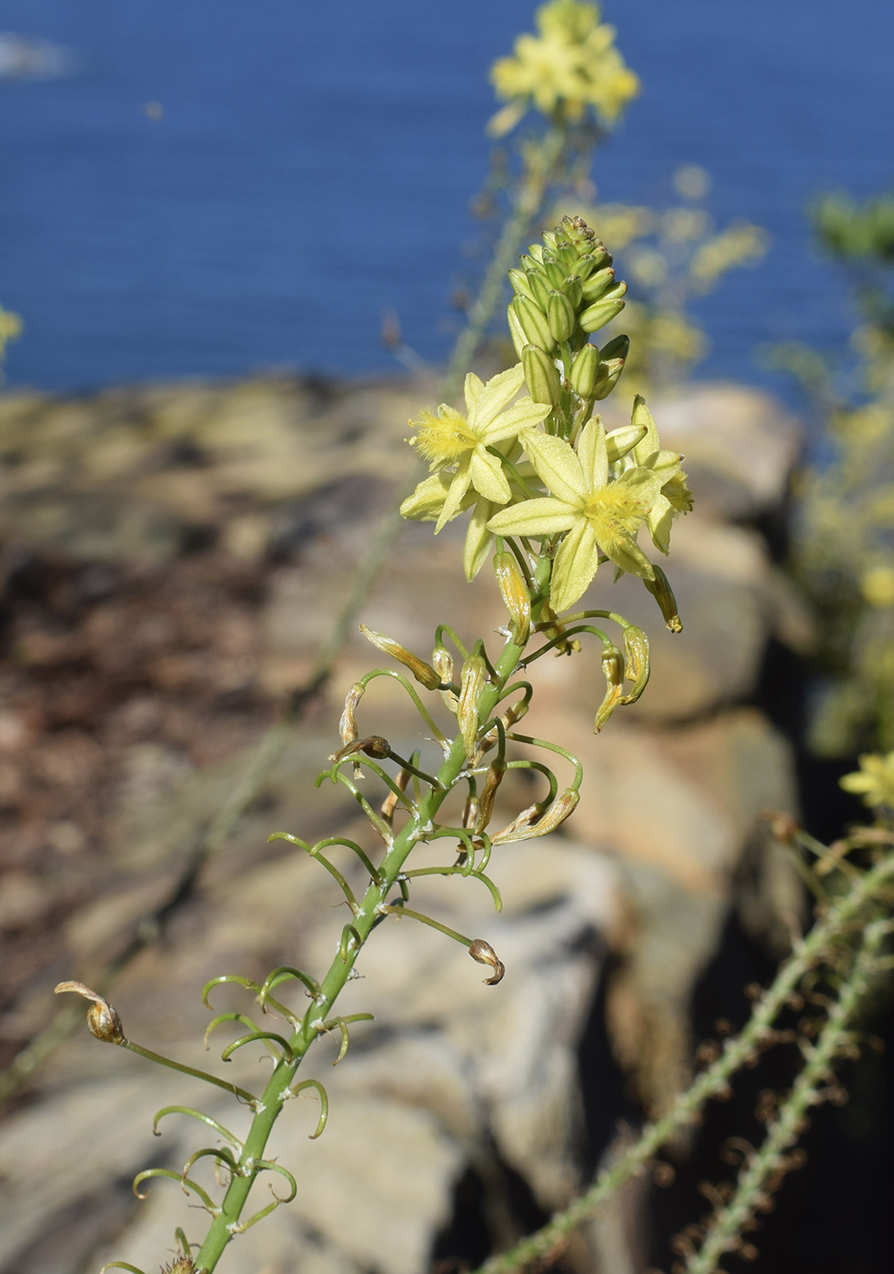 Image of Bulbine frutescens specimen.