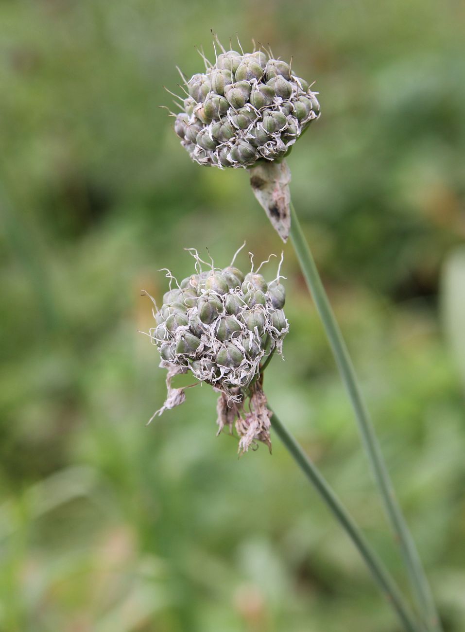 Image of Allium hymenorhizum specimen.