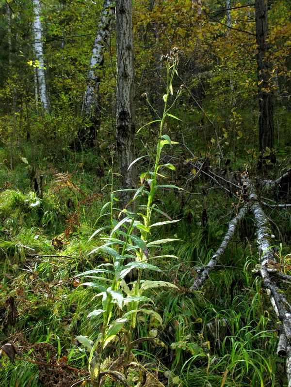 Image of Saussurea stolbensis specimen.