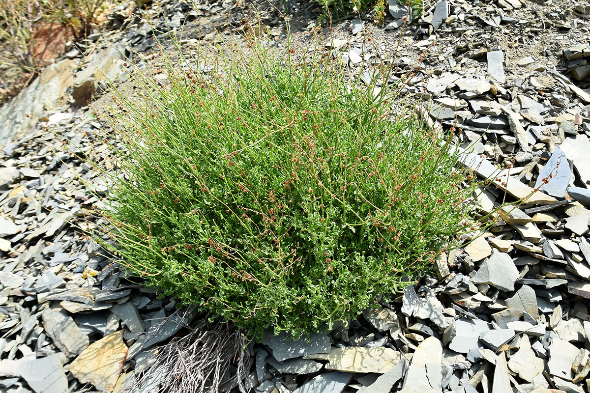 Image of Rumex hastifolius specimen.