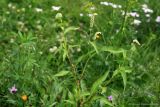 Persicaria lapathifolia. Верхушка цветущего растения. Тульская обл., пос. Дубна ул. Тургенева, придомовая территория, нарушенный грунт. 27.07.2020.