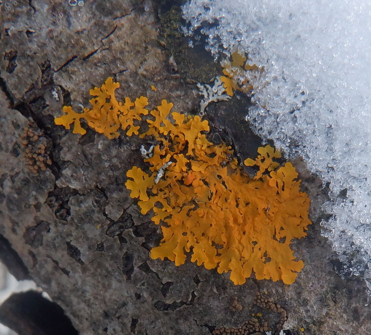 Image of genus Xanthoria specimen.